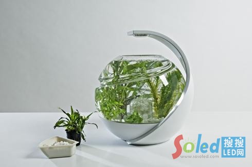 生態魚缸Avo實物圖